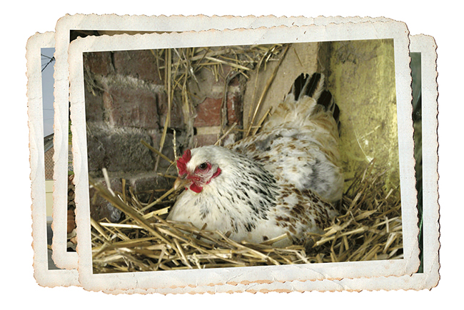 producteur-volailles-ferme-du-val-de-noye-poule-qui-couve