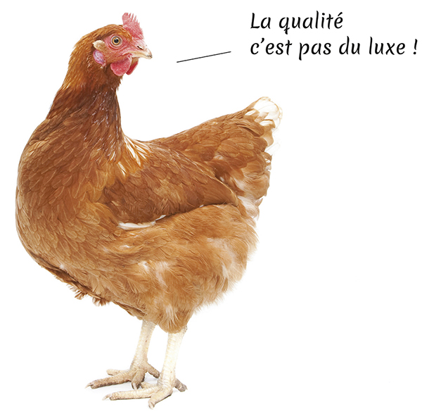 producteur-volailles-ferme-du-val-de-noye-poule