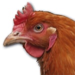 producteur-volailles-ferme-du-val-de-noye-chapon