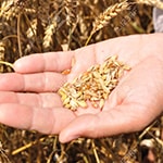producteur-volailles-ferme-du-val-de-noye-alimentaion-des-volailles