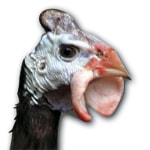 producteur-volailles-ferme-du-val-de-noye-pintade
