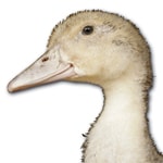 producteur-volailles-ferme-du-val-de-noye-canard-mulard