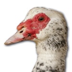 producteur-volailles-ferme-du-val-de-noye-barbarie